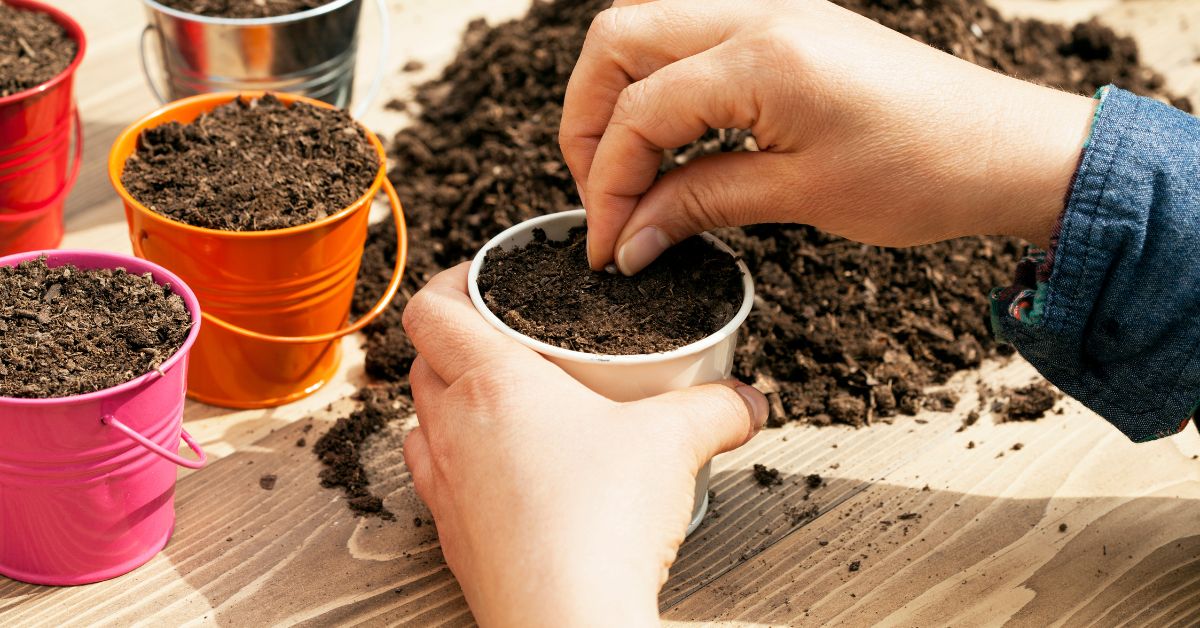 What to Plant in August UK