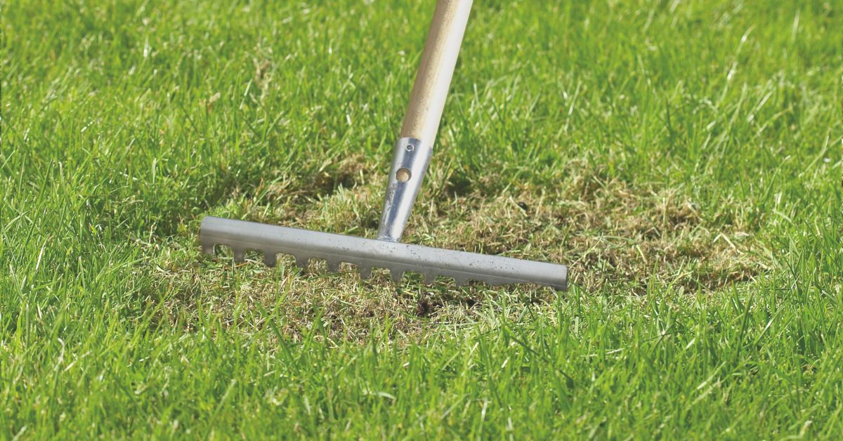 When to Feed your Lawn
