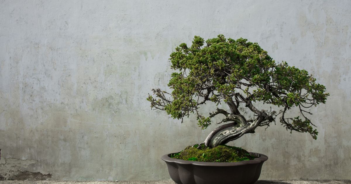 Botanical Bonsai Tree Grow Guide