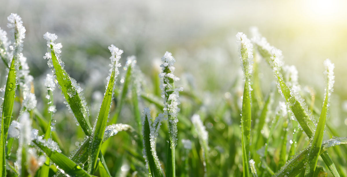 Preparing your Lawn for the Winter months ❄️
