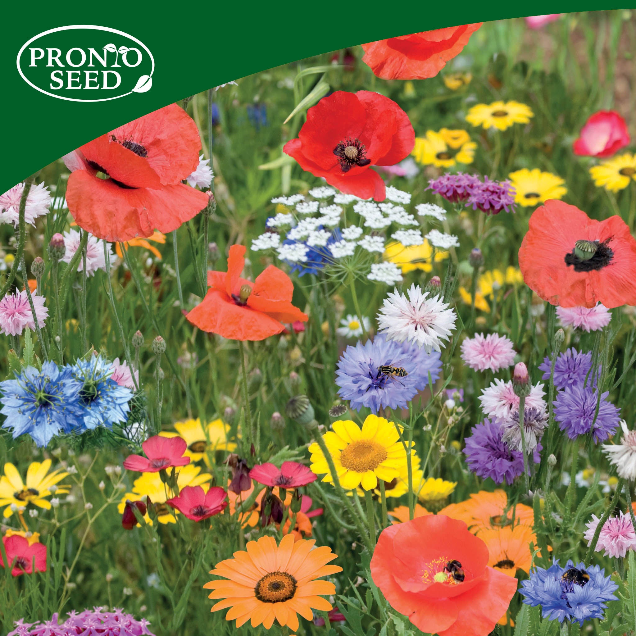Wildflower Seed Shaker Duo – 2 Collections, 2 x 25m² Coverage Wildflower Seed Shaker Duo – 2 Collections, 2 x 25m² Coverage