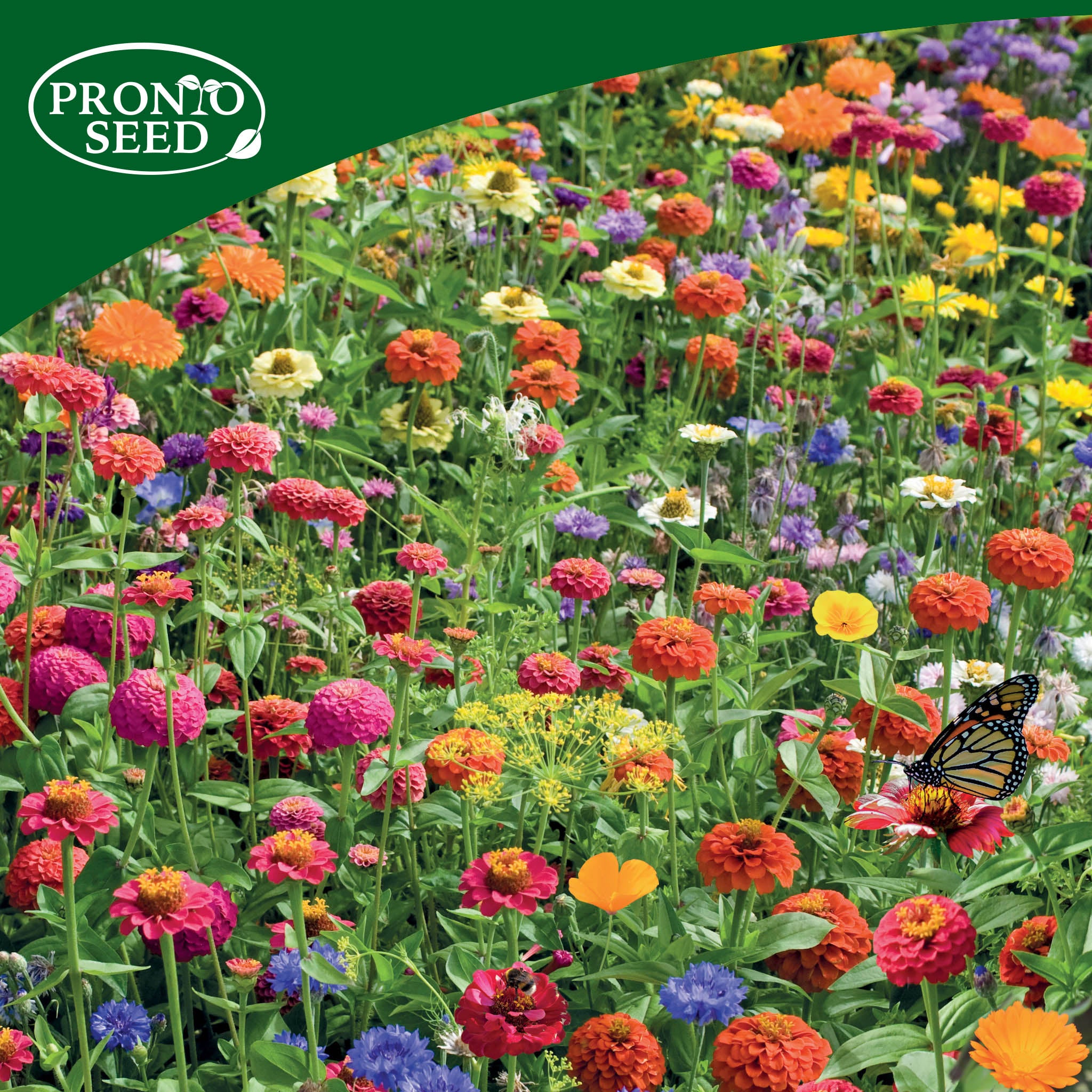 Wildflower Seed Shaker Duo – 2 Collections, 2 x 25m² Coverage Wildflower Seed Shaker Duo – 2 Collections, 2 x 25m² Coverage