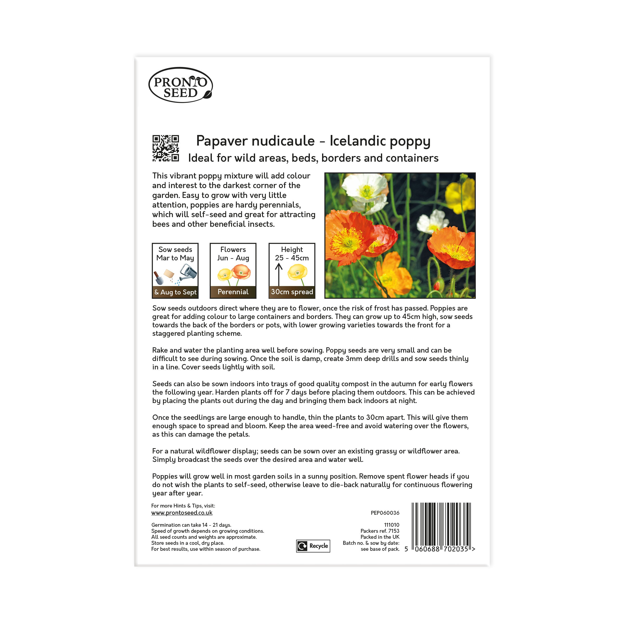 Iceland Poppy Seed Pack – 10g | Colourful Perennial Wildflower Iceland Poppy Seed Pack – 10g | Colourful Perennial Wildflower