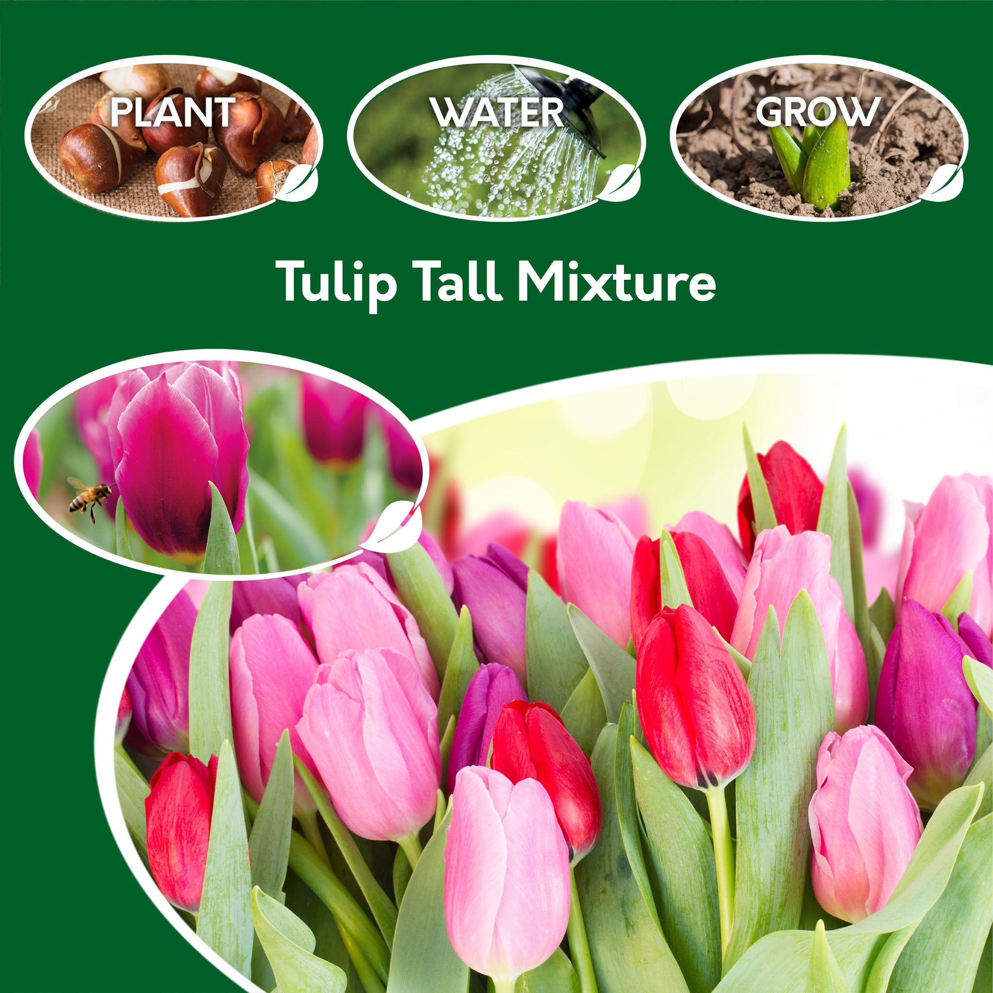 Tulip Tall Mix Bulbs – 24 Red & Pink Spring Flowering Tulips Tulip Tall Mix Bulbs – 24 Red & Pink Spring Flowering Tulips