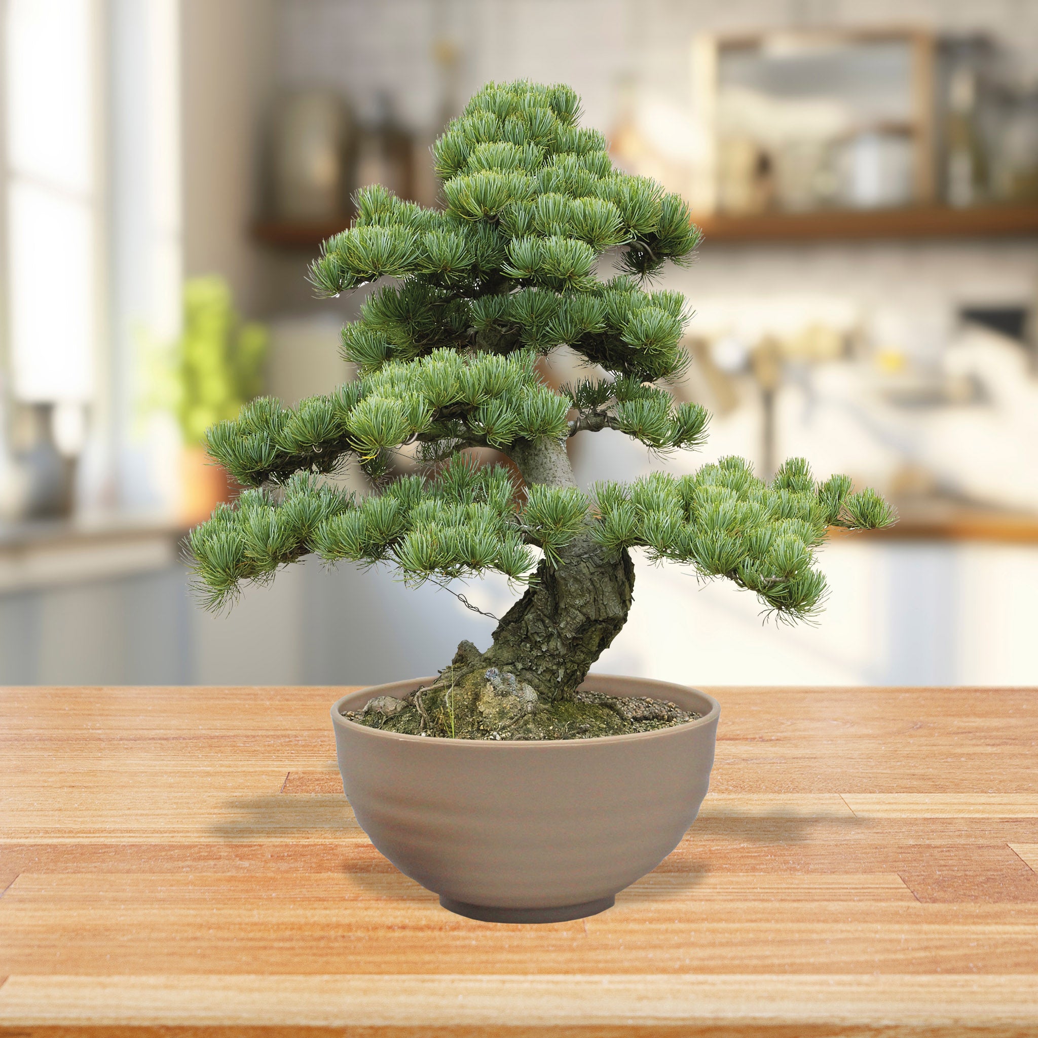 Bonsai Tree Kit – Grow Your Own Jerusalem Pine (Pinus halepensis) Bonsai Tree Kit – Grow Your Own Jerusalem Pine (Pinus halepensis)