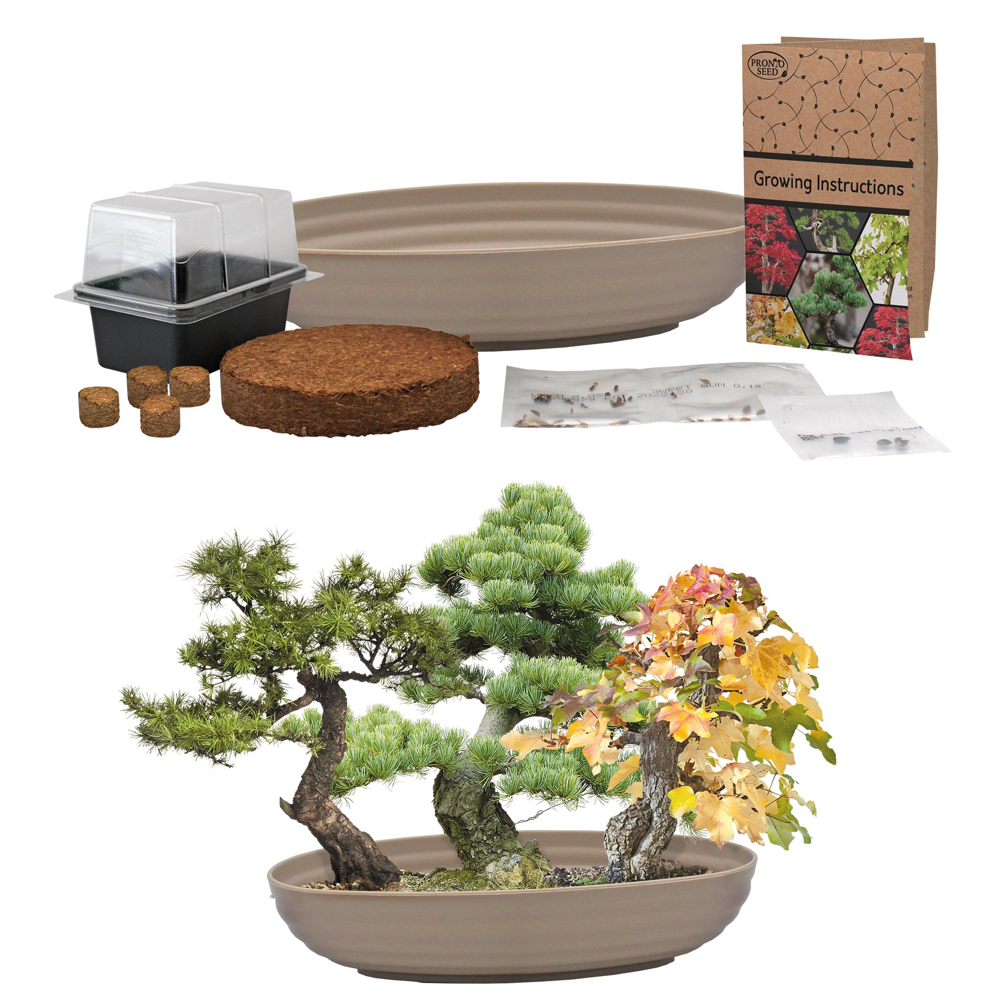 Bonsai Tree Kit – Grow Your Own Sweetgum, Juniper & Pine Bonsai Tree Kit – Grow Your Own Sweetgum, Juniper & Pine