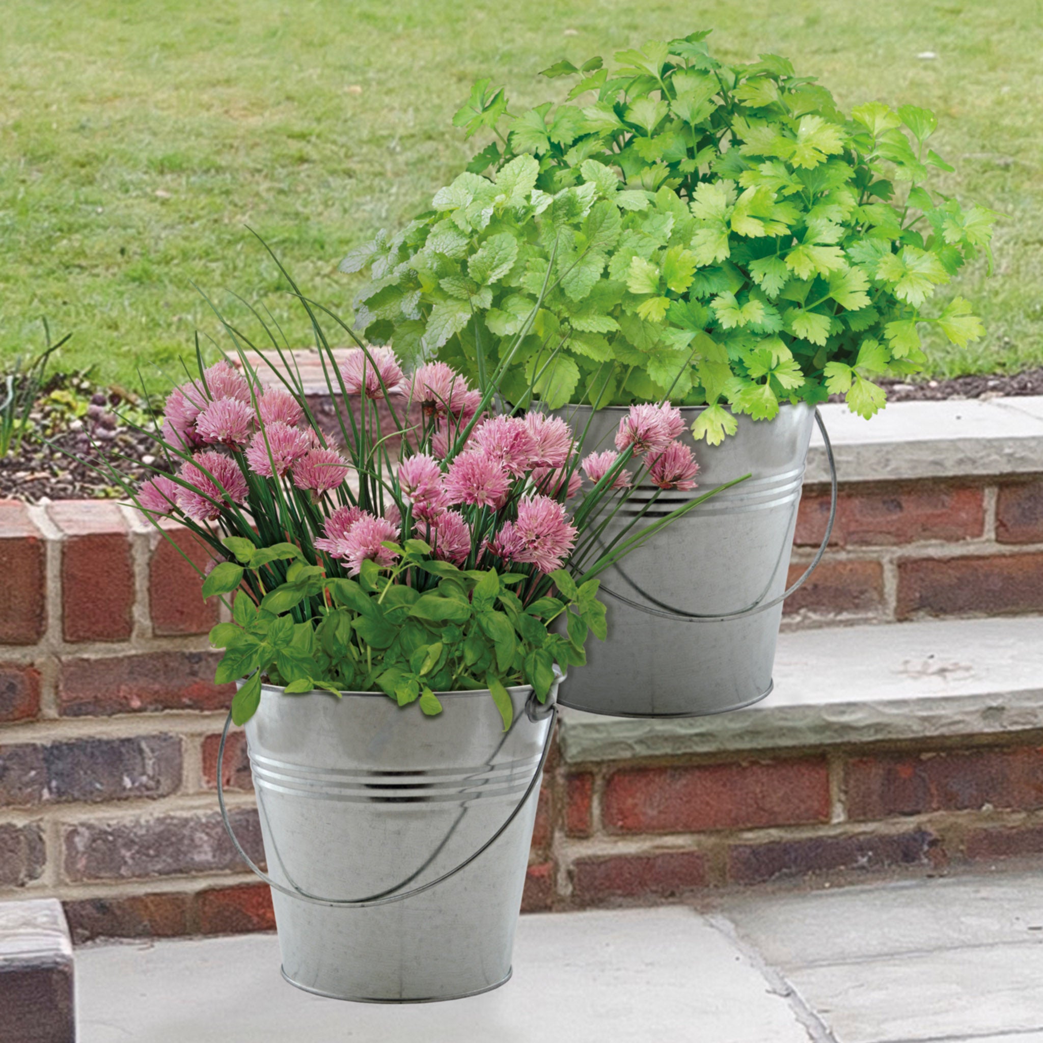 Herb Grow Kit – 2 Bucket Planters with Chives, Basil, Mint & Parsley Herb Grow Kit – 2 Bucket Planters with Chives, Basil, Mint & Parsley