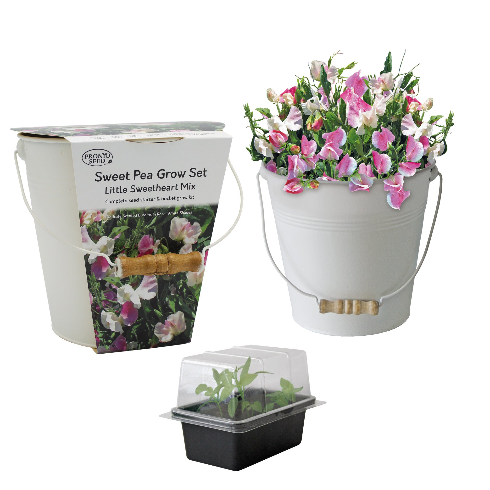 Sweet Pea Grow Kit in Cream Bucket – Flower Gift Set Sweet Pea Grow Kit in Cream Bucket – Flower Gift Set
