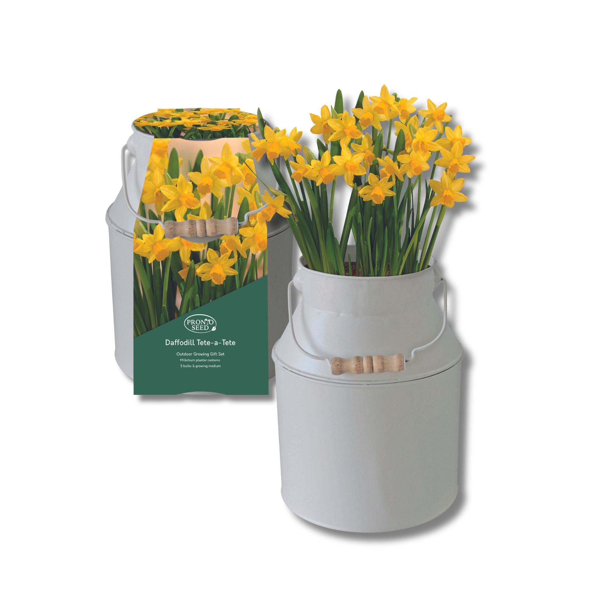 Daffodil Tete-a-Tete Milkchurn Gift Planter Set Daffodil Tete-a-Tete Milkchurn Gift Planter Set