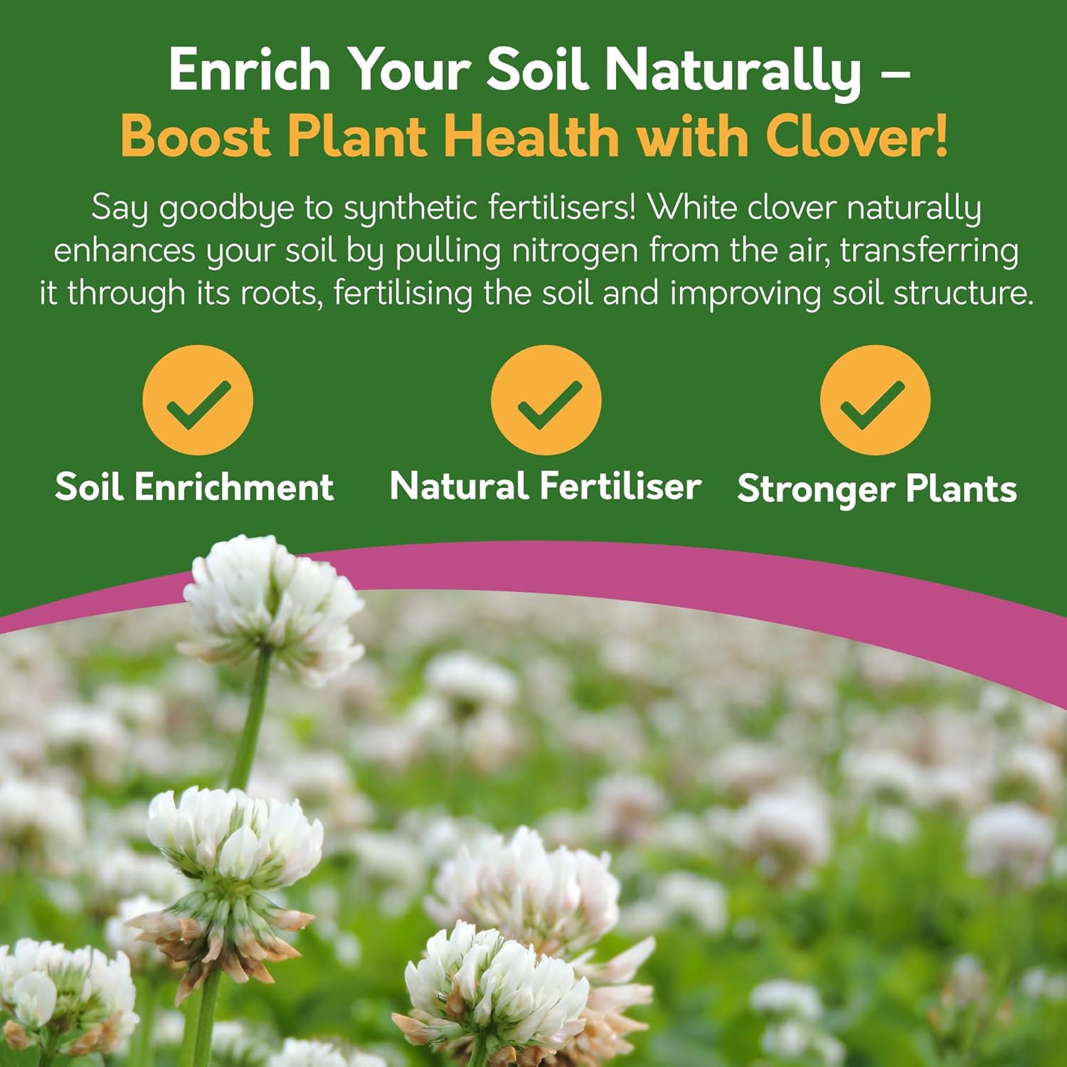 White Clover Seed – 500g / 1kg | For Lawns, Patches & Pollinators White Clover Seed – 500g / 1kg | For Lawns, Patches & Pollinators