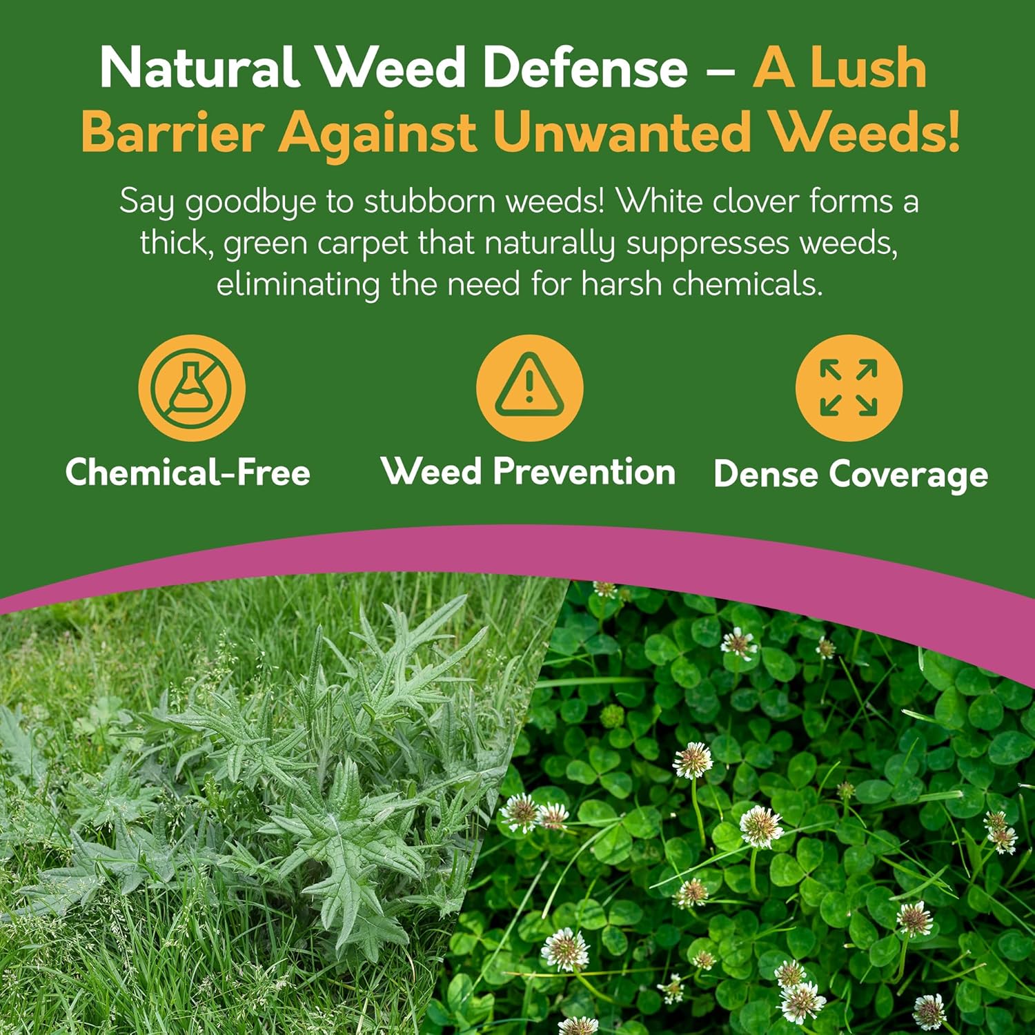 White Clover Seed – 500g / 1kg | For Lawns, Patches & Pollinators White Clover Seed – 500g / 1kg | For Lawns, Patches & Pollinators