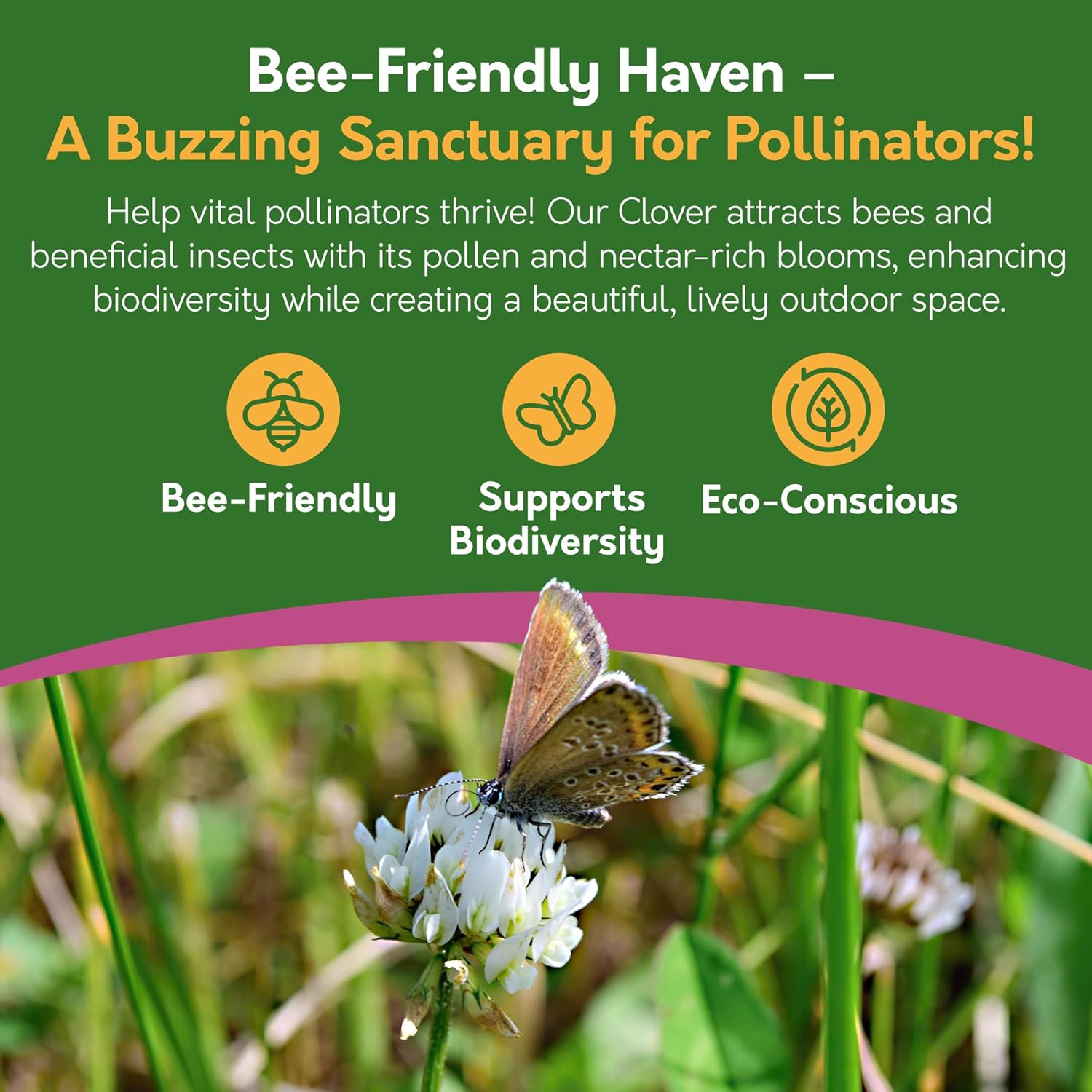 White Clover Seed – 500g / 1kg | For Lawns, Patches & Pollinators White Clover Seed – 500g / 1kg | For Lawns, Patches & Pollinators