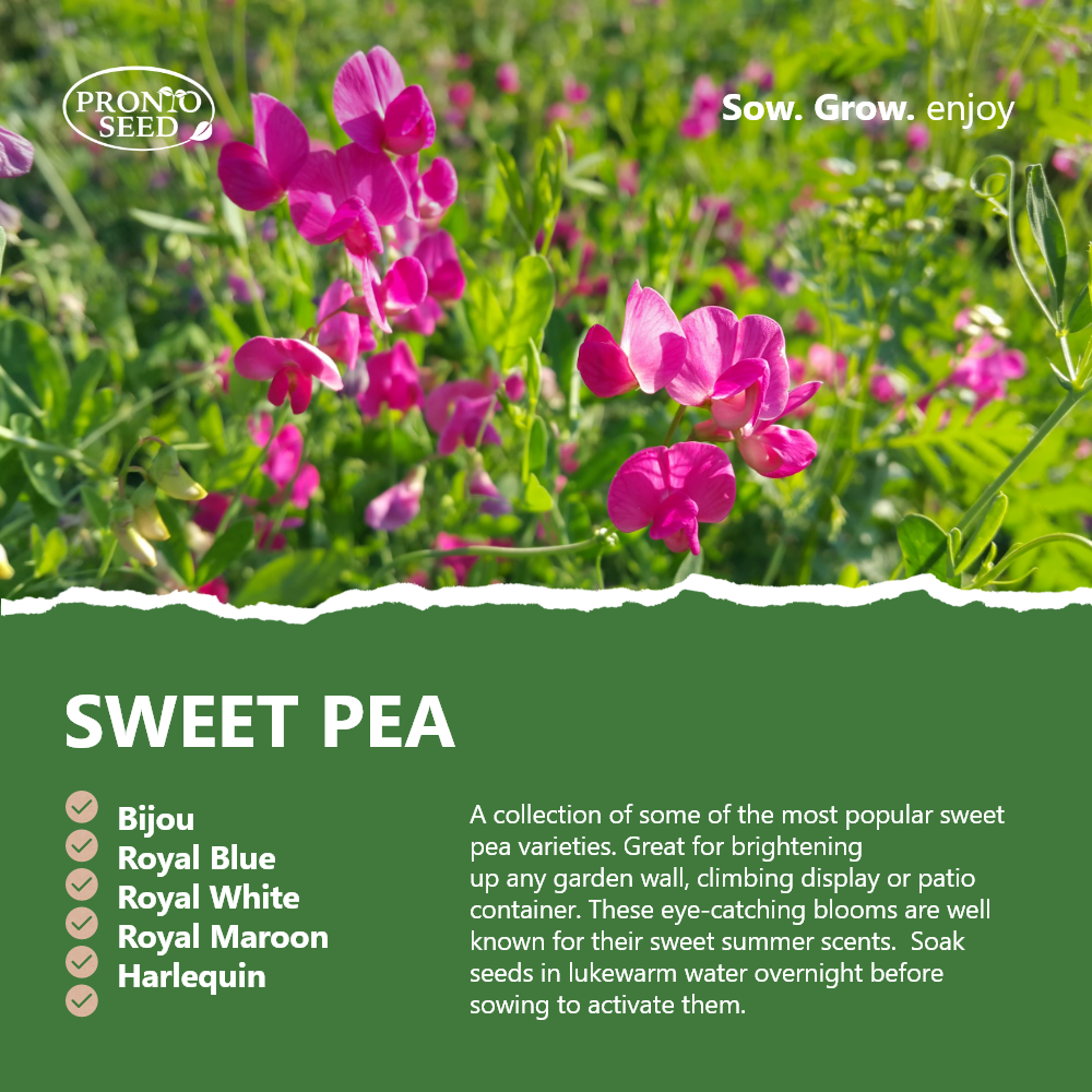 Flower Seed Pack – 24 Varieties Mixed Flower Seeds (Over 2,800 Seeds) Flower Seed Pack – 24 Varieties Mixed Flower Seeds (Over 2,800 Seeds)