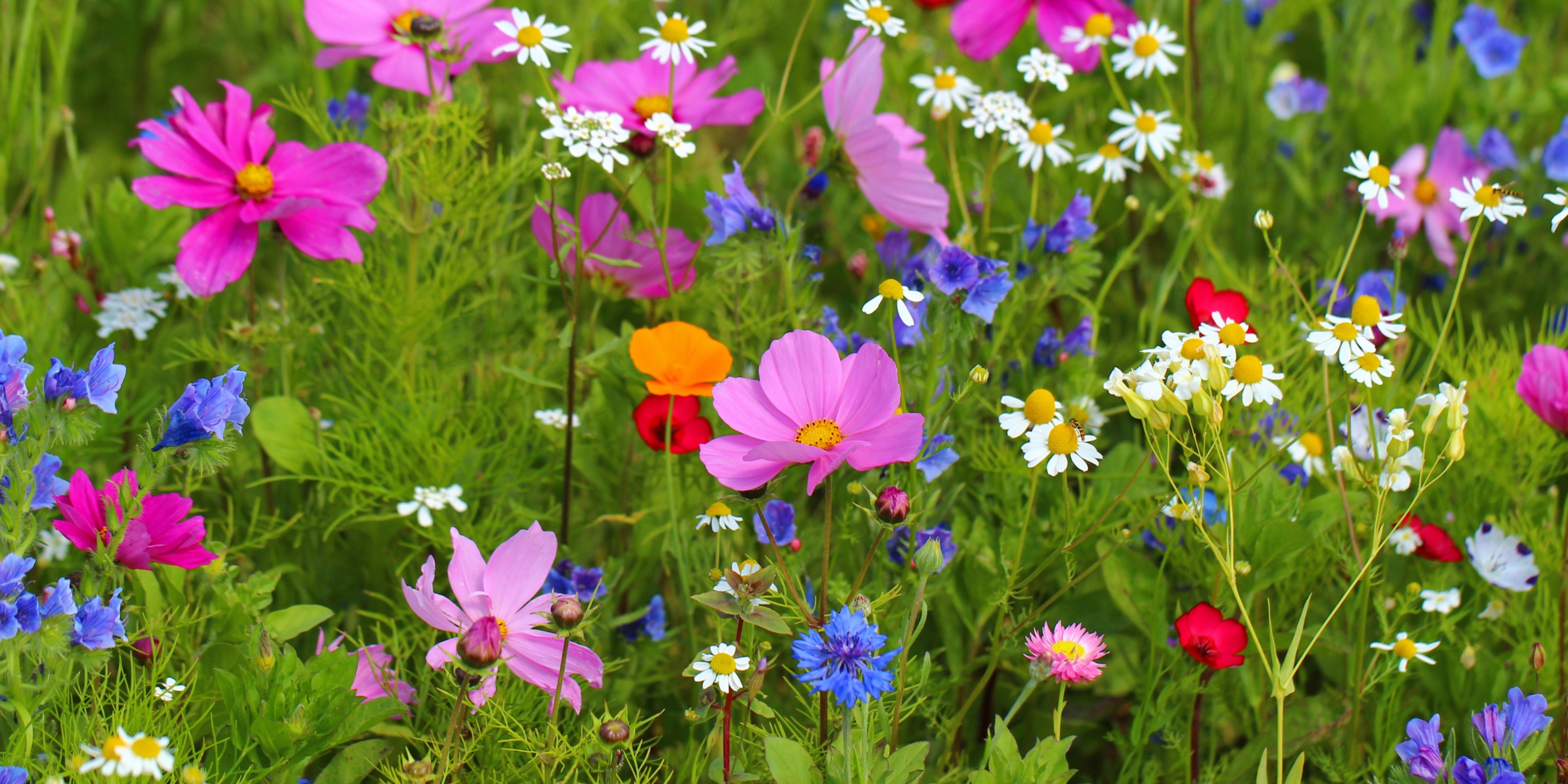 Colorful field of wildflowers with pink, purple, orange, and blue flowers.
