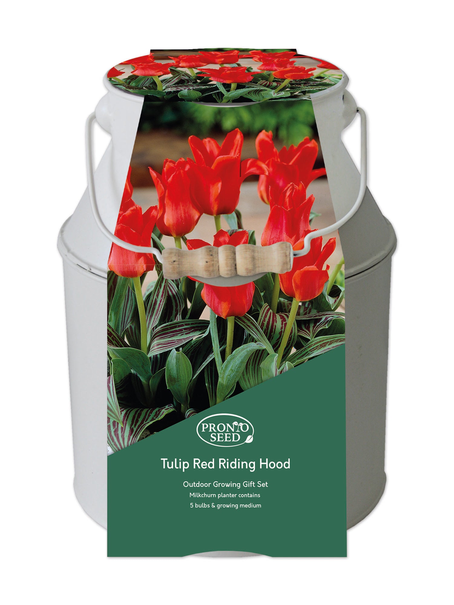 Tulip Red Riding Hood Milkchurn Growing Gift Set Tulip Red Riding Hood Milkchurn Growing Gift Set
