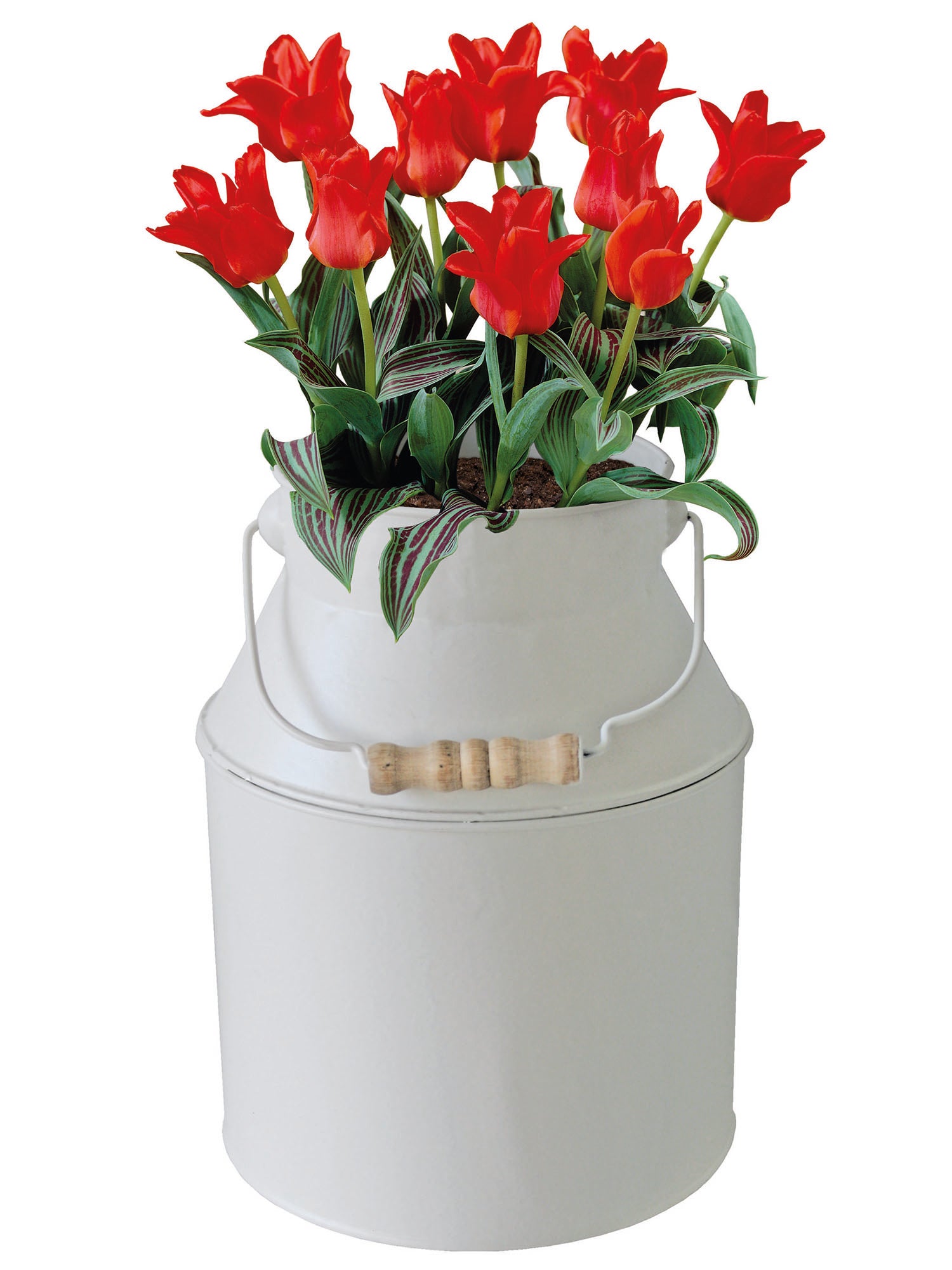 Tulip Red Riding Hood Milkchurn Growing Gift Set Tulip Red Riding Hood Milkchurn Growing Gift Set