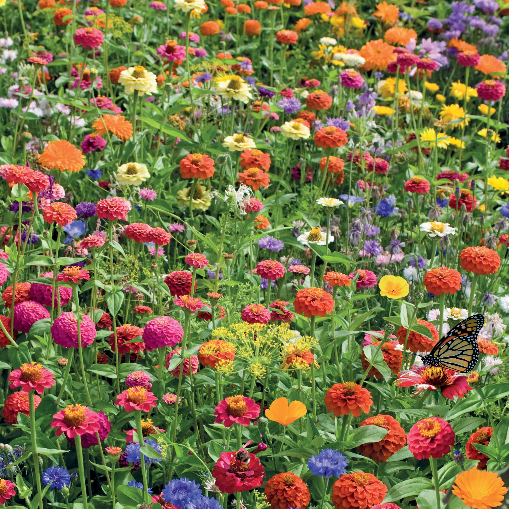 Rainbow Garden Wildflower Seed Shaker – Covers 25m² Rainbow Garden Wildflower Seed Shaker – Covers 25m²