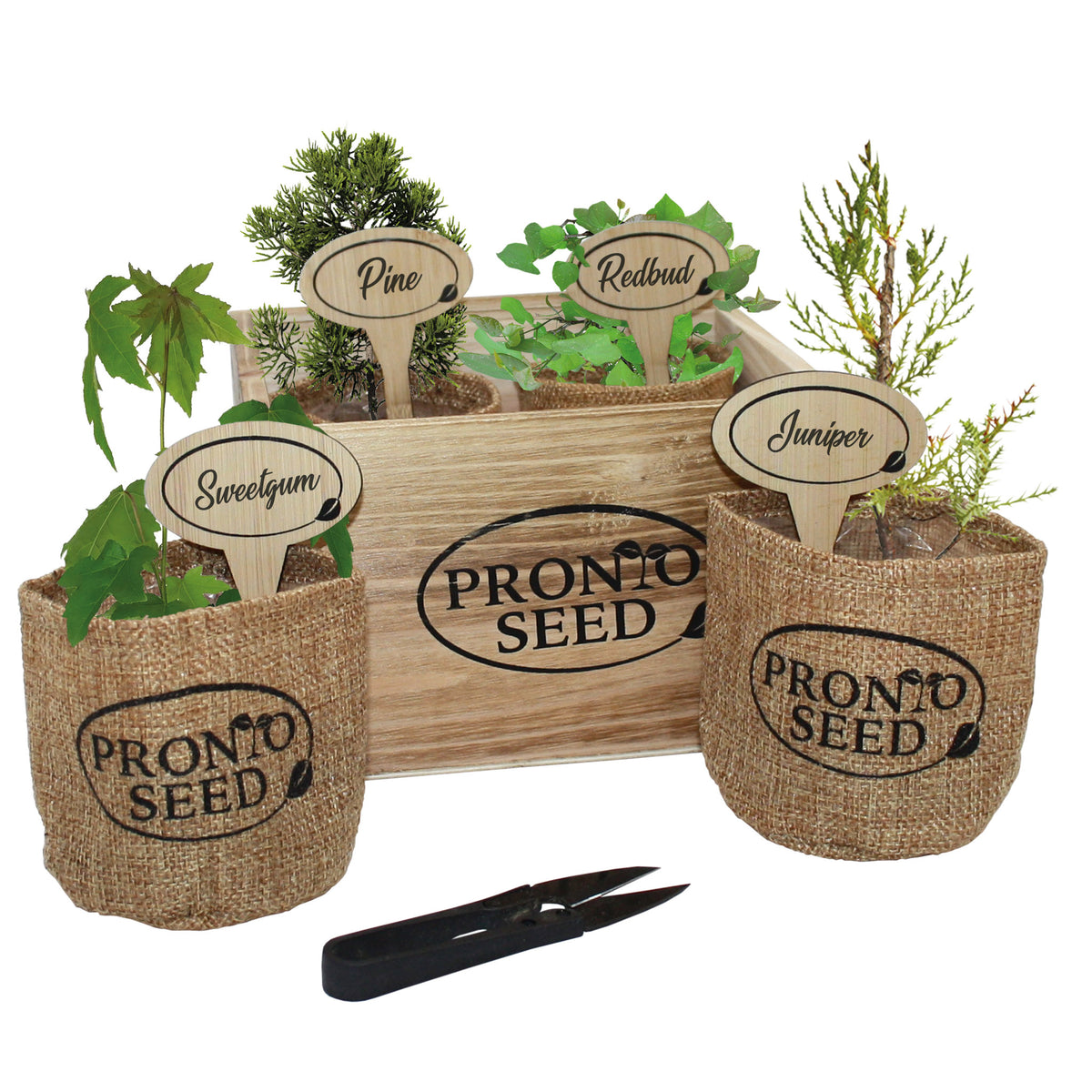 Botanical Bonsai Eco-grow Kit – Pronto Seed