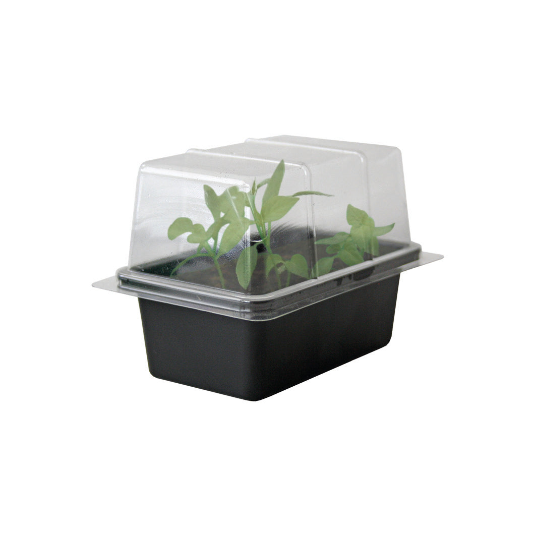 Sweet Pea Grow Kit in Cream Bucket – Flower Gift Set Sweet Pea Grow Kit in Cream Bucket – Flower Gift Set
