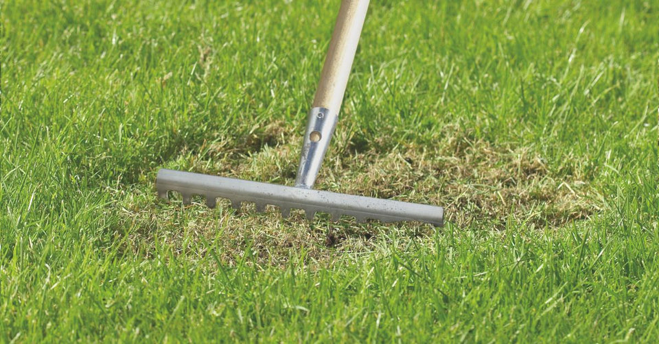 When to Feed your Lawn