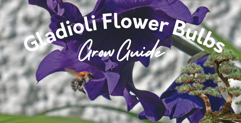 Gladioli Growing Guide