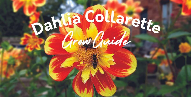 Dahlia Collarette Growing Guide