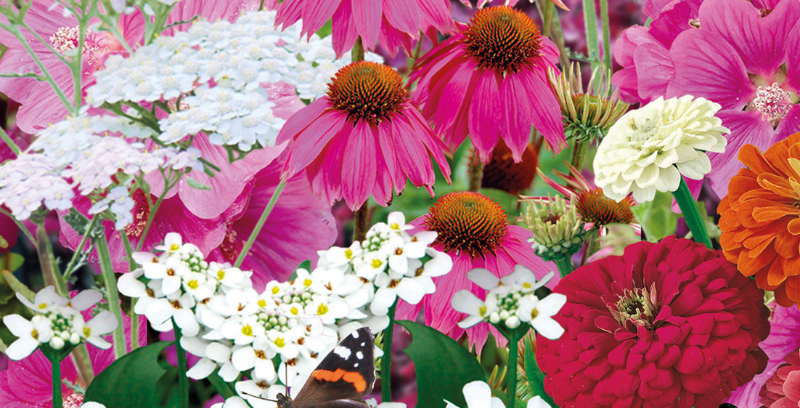 Collage of flowers produced by seed bombs
