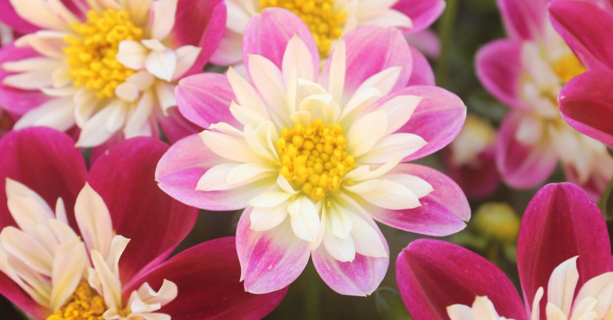 Dahlia Collarette Growing Guide
