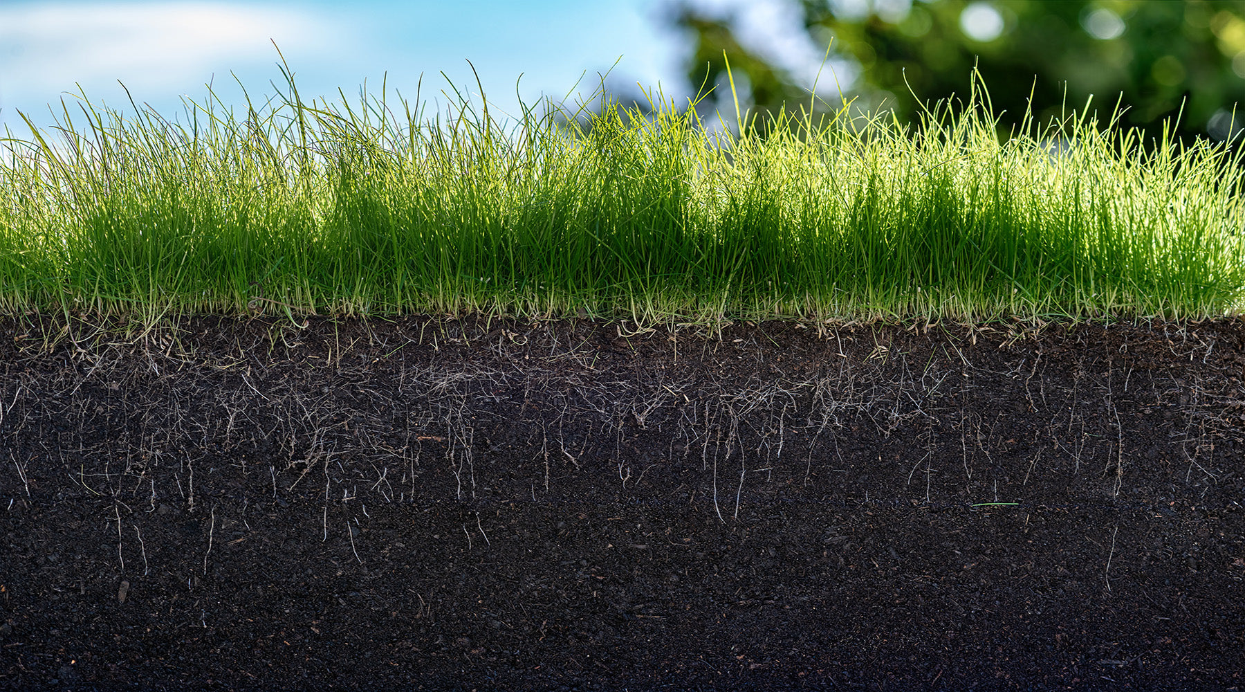 Cross-section of healthy grass showing roots growing into soil, against a blue sky and green background.