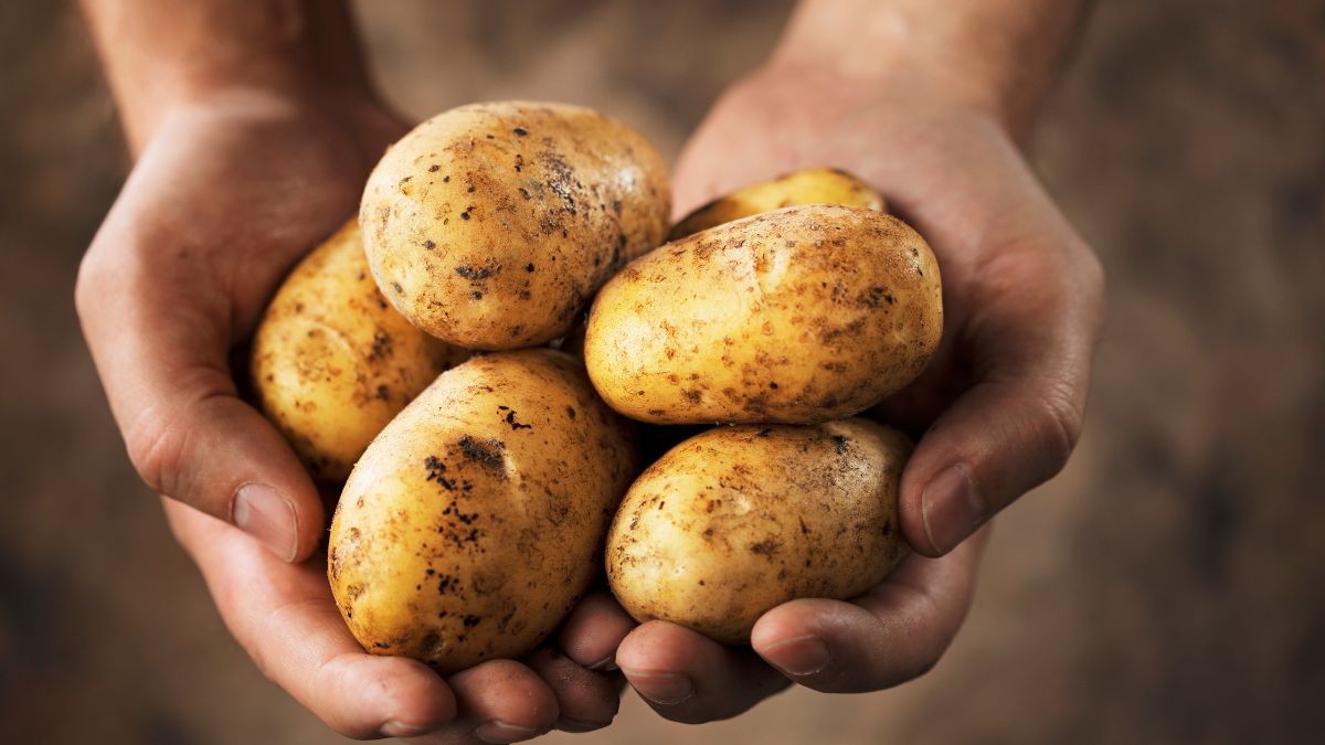 Scottish Seed Potato Grow Guide