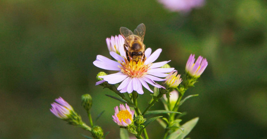 Planting for Bees and Butterflies - How to Attract Pollinators