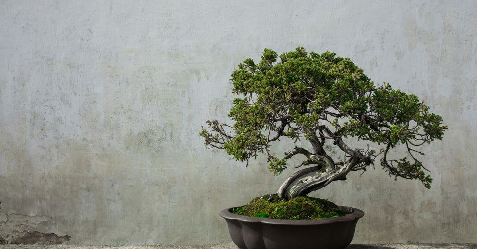 Botanical Bonsai Tree Grow Guide