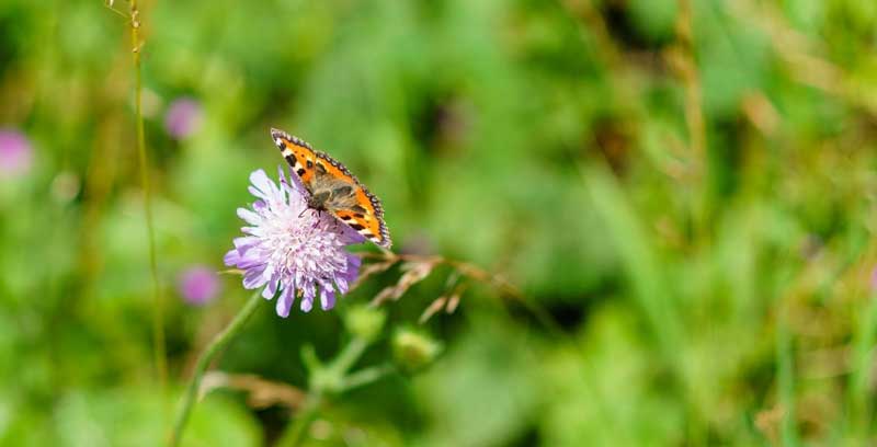 Attracting Butterflies to Your Garden