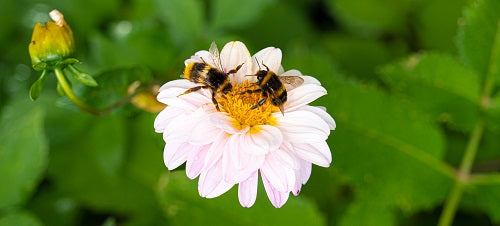 What can you do to help the UK bees?