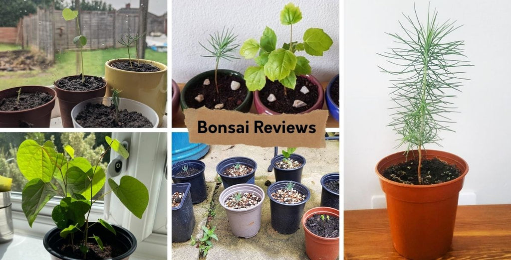 Botanical Bonsai - Customer Reviews and Growing Tips