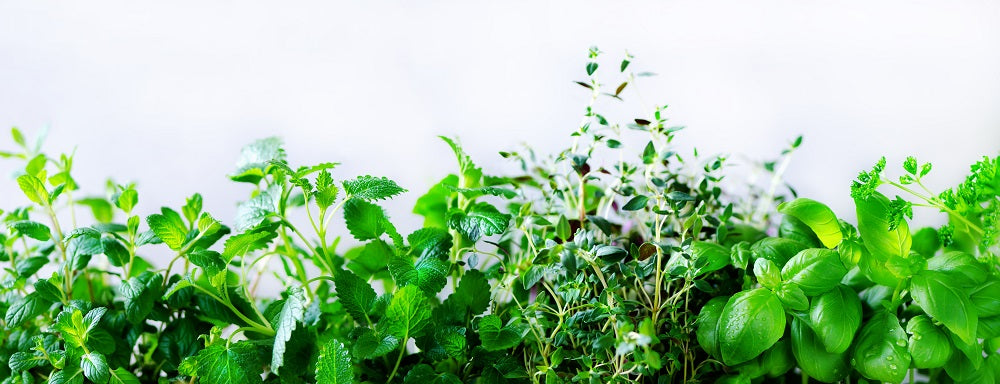 Discover the Secrets to Growing Lush Herbs in the UK!