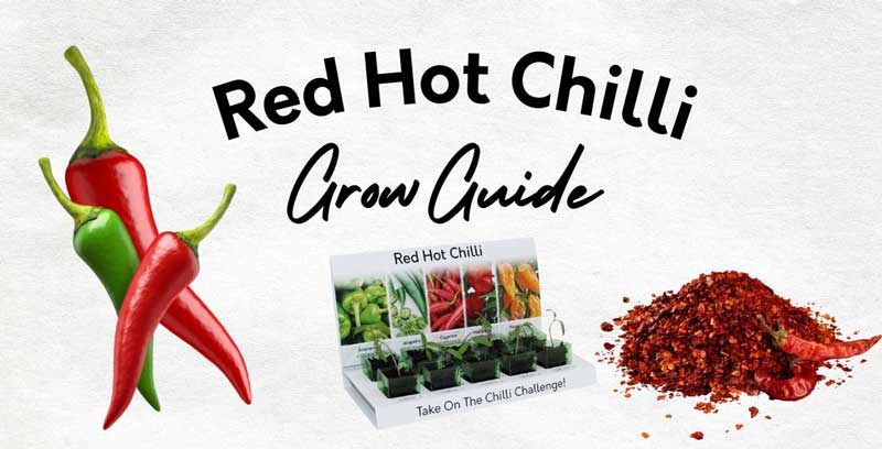 Red Hot Chilli Grow Guide