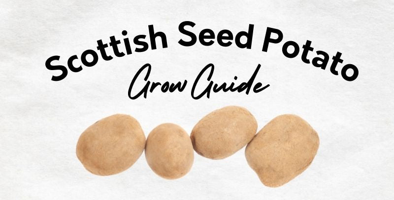 Scottish Seed Potato Grow Guide