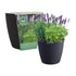 Scented Herbs Growing Set with Black Wheat Textured Pot (Mint, Lavender & Rosemary)