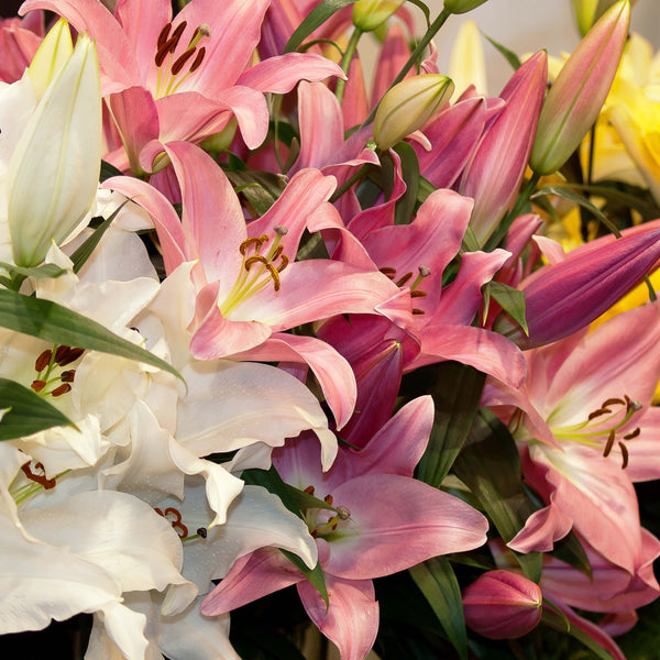 Oriental Lilies Mixed Colour Bulbs Box of 24