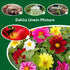 Dahlia Unwin Mixed Colour Tubers Box of 12