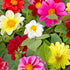 Dahlia Unwin Mixed Colour Tubers Box of 12