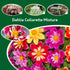 Dahlia Collarette Dandy Mixed Colour Tubers Box of 12