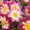 Dahlia Collarette Dandy Mixed Colour Tubers Box of 12