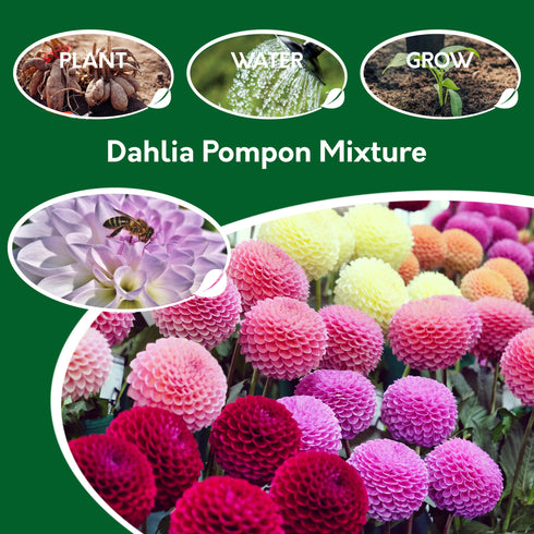 Dahlia Pompon Mixed Colour Tubers Box of 12