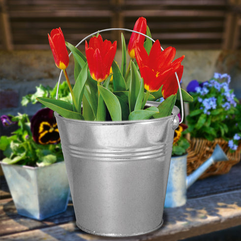 Tulip Galvanised Bulb Bucket Gift Set