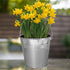 Daffodil Tête-à-Tête Galvanised Bucket Planter Grow Kit – Complete Gift Set with 5 Premium Bulbs