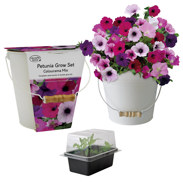 Petunia Grow Kit in Cream Bucket – Flower Gift Set