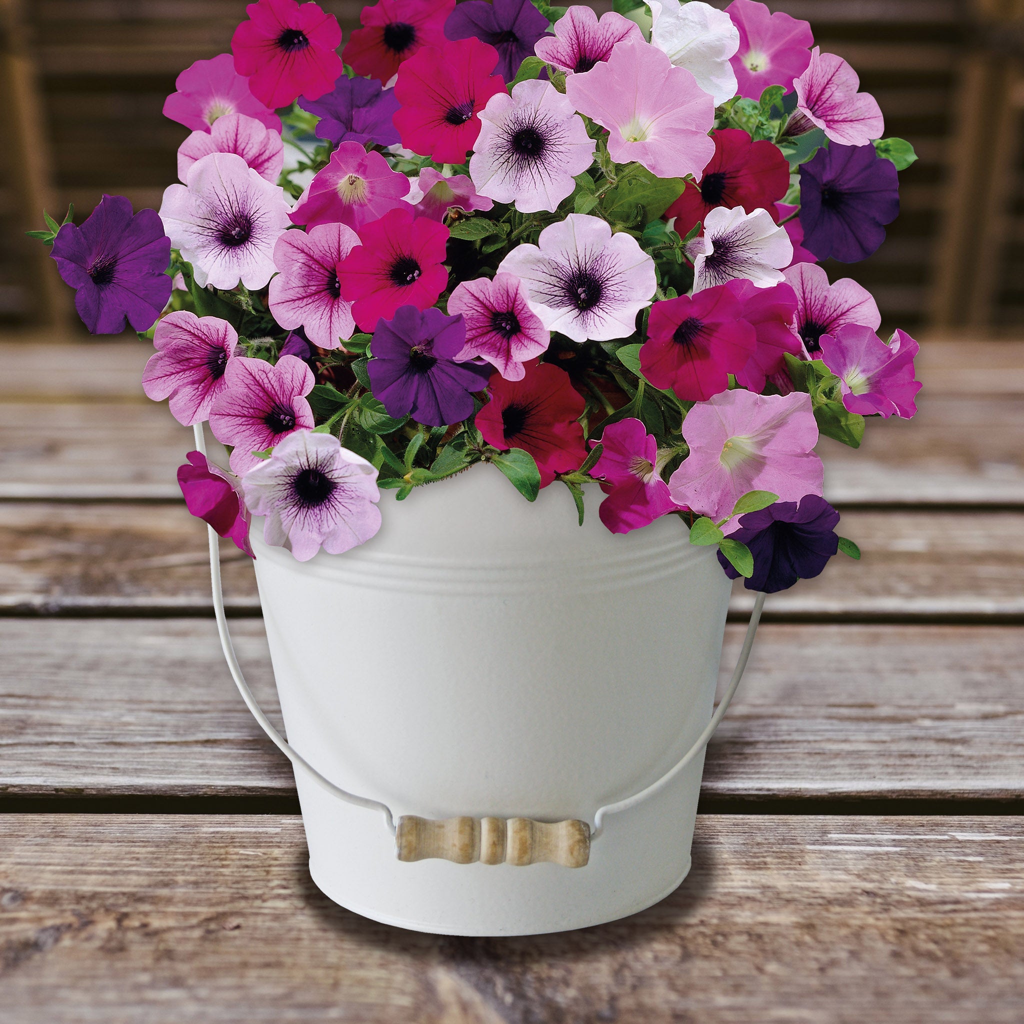 Petunia Grow Kit in Cream Bucket – Flower Gift Set