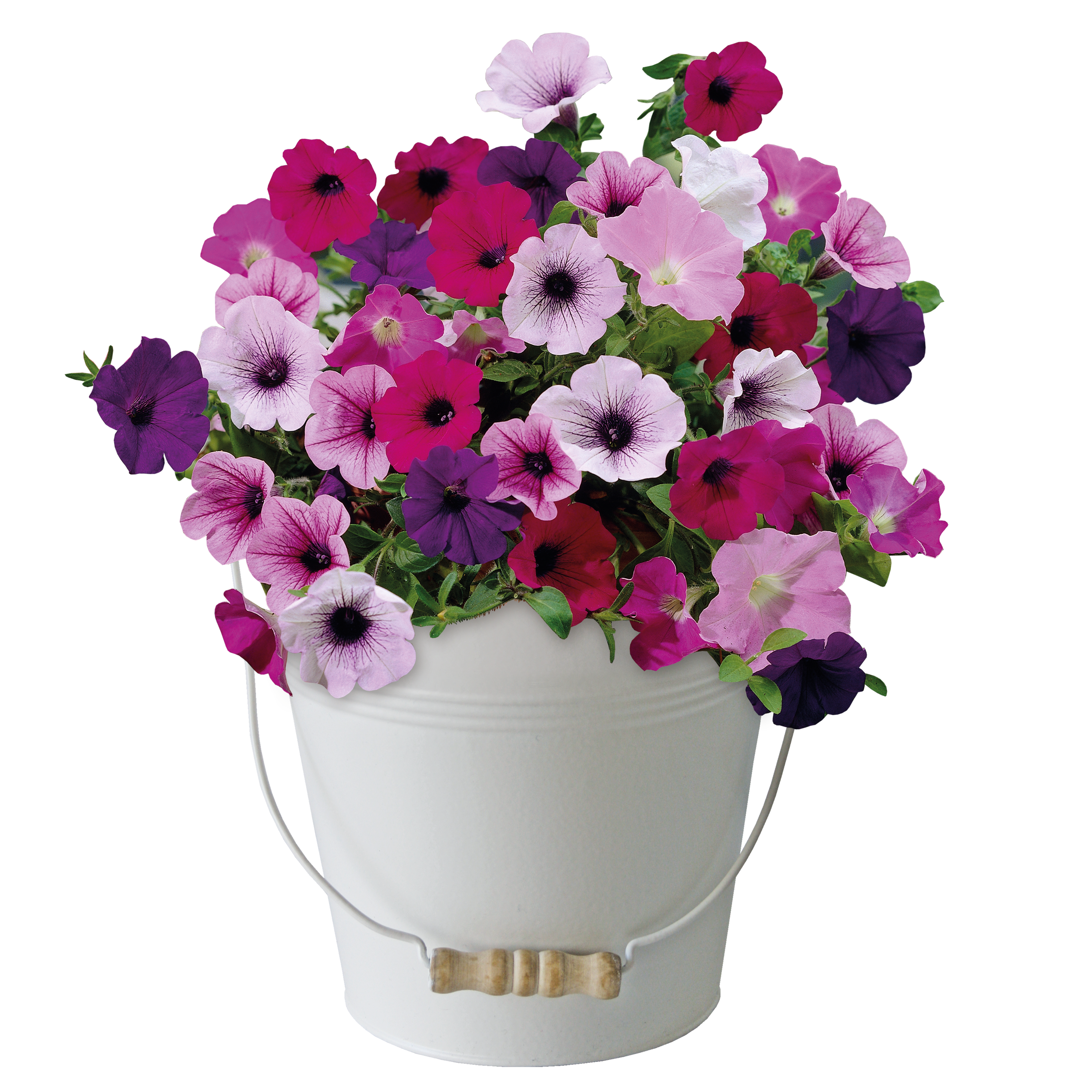 Petunia Grow Kit in Cream Bucket – Flower Gift Set